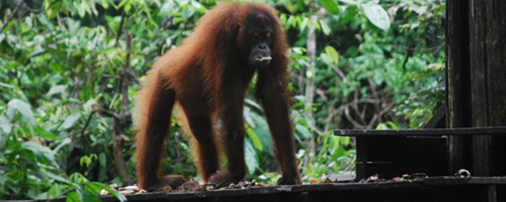 meet orang-utans in borneo